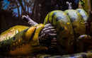Anacondas are able to swallow relatively big prey animals