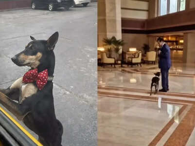 Meet Thumki, the Taj Bengal pooch who runs 'guest relations'
