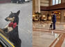 Meet Thumki, the Taj Bengal pooch who runs 'guest relations'