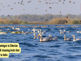 From Flamingos to Siberian Cranes: 6 stunning birds that migrate to India