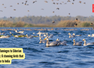 From Flamingos to Siberian Cranes: 6 stunning birds that migrate to India