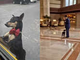 Meet Thumki, the Taj Bengal pooch who runs 'guest relations'
