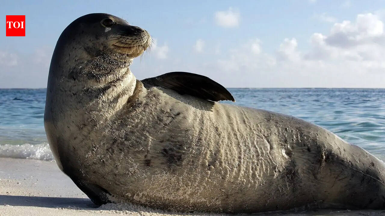 10 wild animals that live only in the US: From the American alligator to the Florida panther