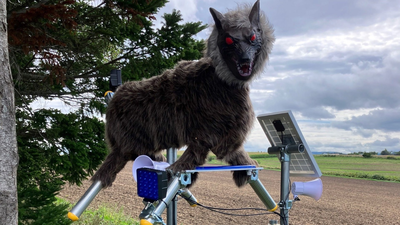 Why Japan’s terrifying “robot wolves” are in demand amidst bear attacks