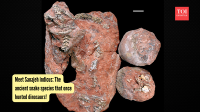  The ancient snake species that once hunted dinosaurs!