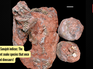 Meet Sanajeh indicus: The ancient snake species that once hunted dinosaurs!