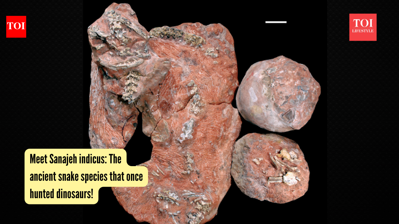 Meet Sanajeh indicus: The ancient snake species that once hunted dinosaurs!