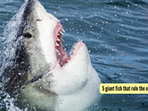 5 giant fish that rule the ocean