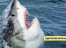 5 giant fish that rule the ocean