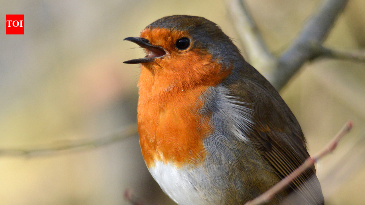 Nature's alarm clock: Why Robins start singing before the Sun even shows up