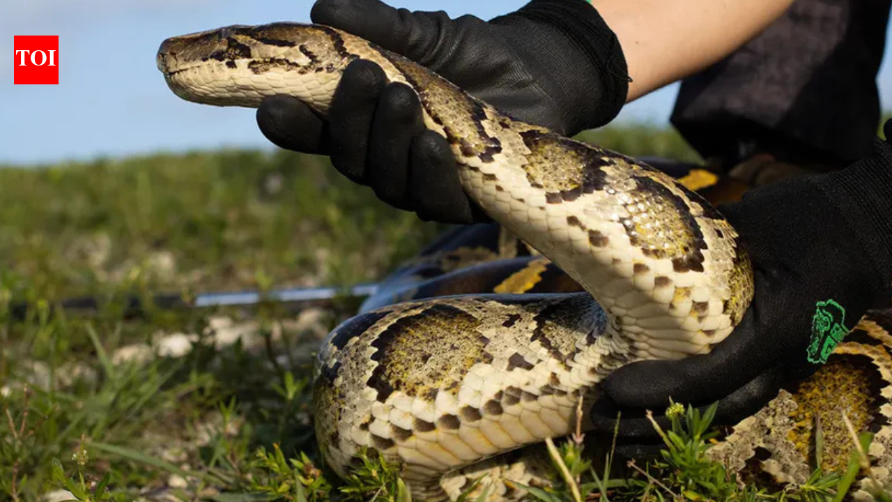Florida Python Challenge: Hunt giant Burmese pythons and win up to $10,000