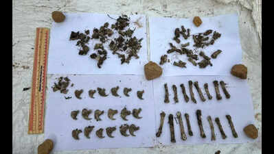 Four held for killing leopard in Siddapura