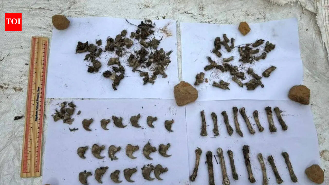 Four held for killing leopard in Siddapura