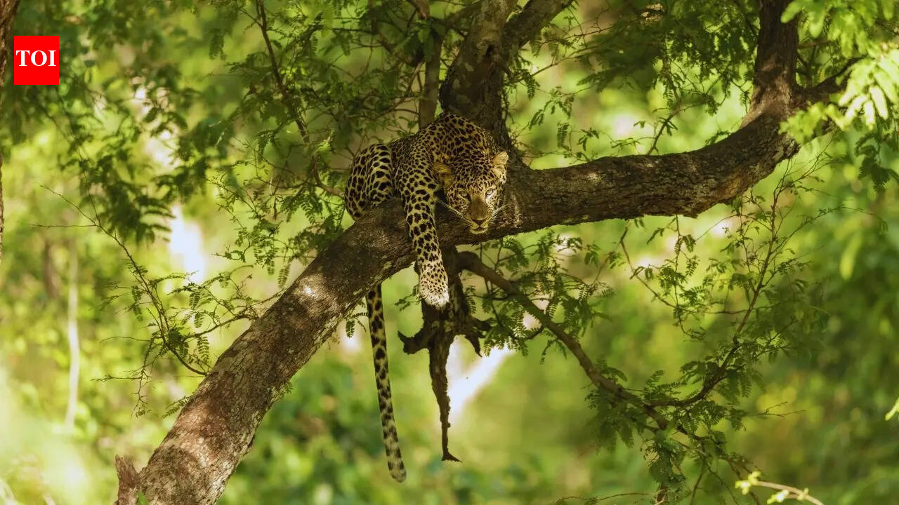 Leopard grabs Chhattisgarh boy by neck, drags him towards forest; parents fight it off