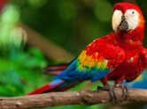 5 most beautiful parrots in the world that look almost unreal