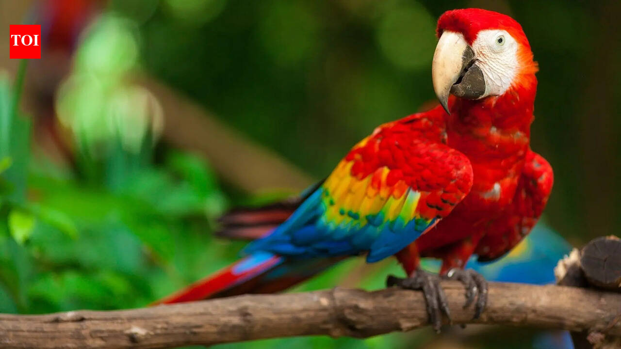 5 most beautiful parrots in the world that look almost unreal