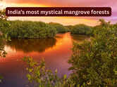 India&rsquo;s most mystical and lesser-known mangrove forests travellers rarely talk about