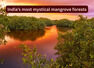 India&rsquo;s most mystical and lesser-known mangrove forests travellers rarely talk about