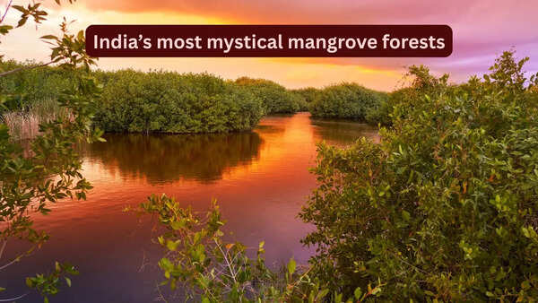 India&rsquo;s most mystical and lesser-known mangrove forests travellers rarely talk about