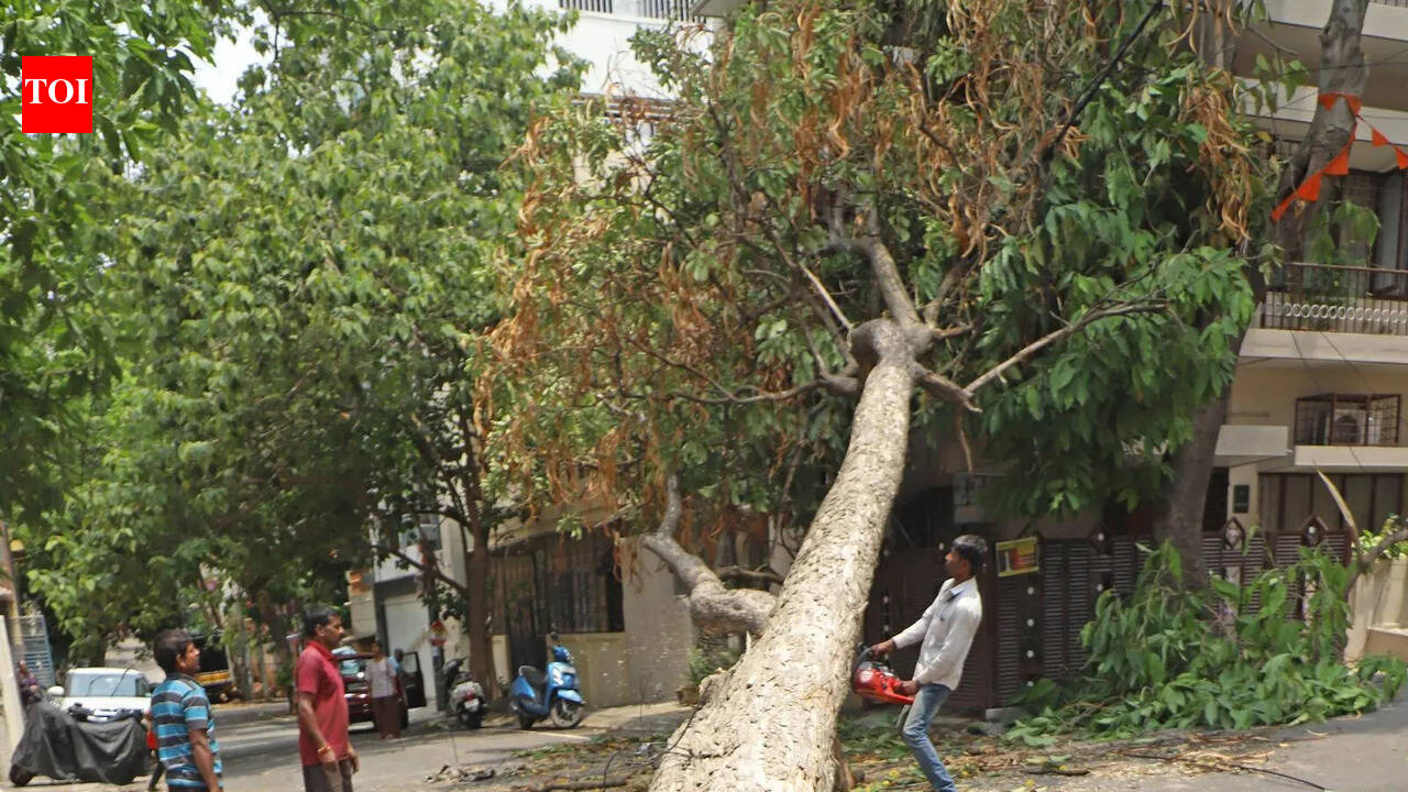 157 trees damaged in rain, cleanup intensifies in Bengaluru