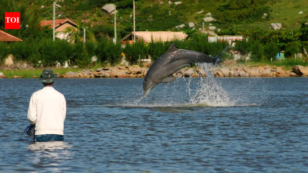 Kerala University signs pact to study evolution of human-dolphin interactions