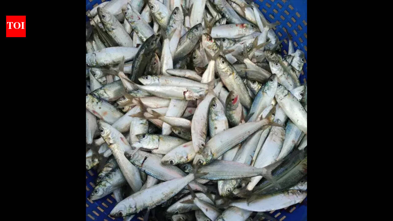 Mormugao council to ban illegal trade of wholesale fish