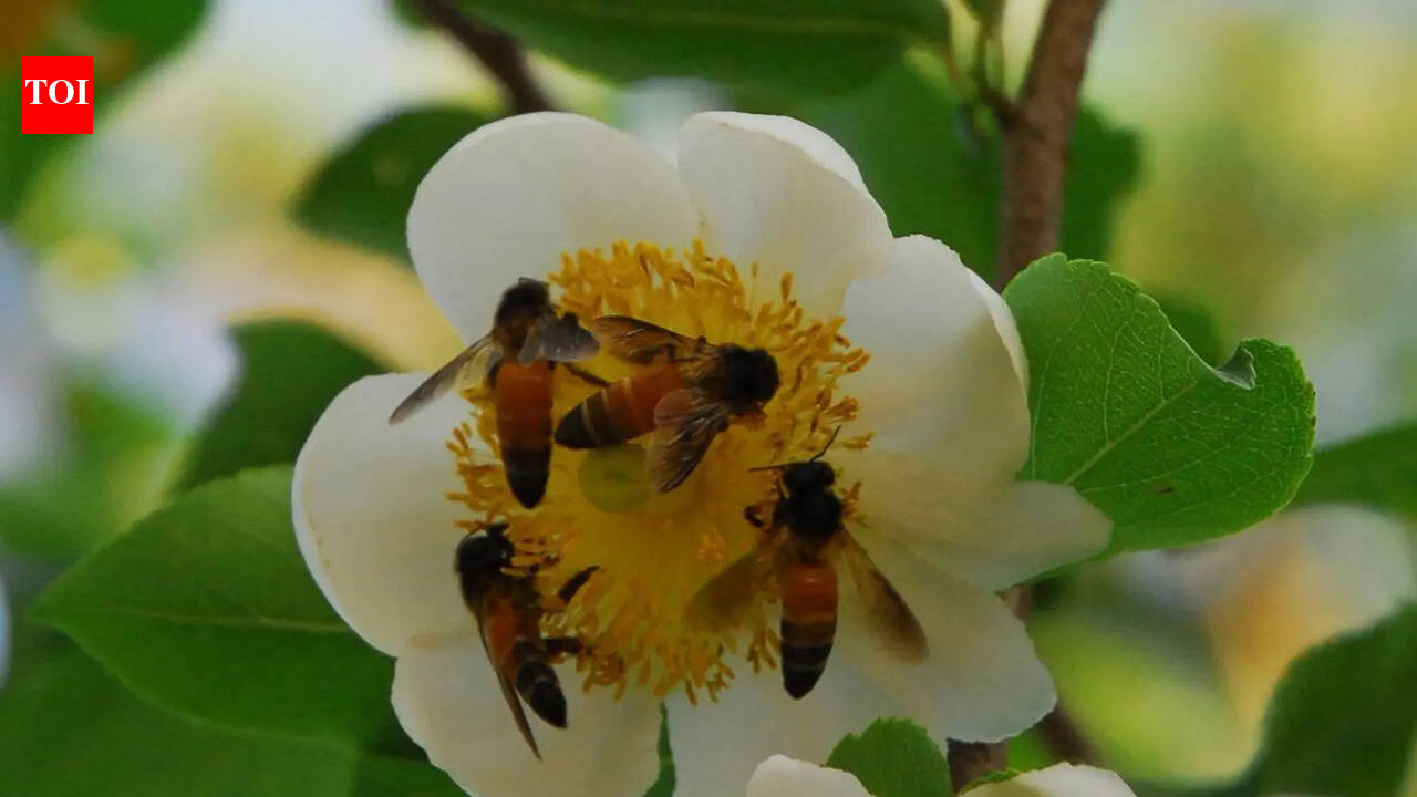 Karnataka set to name honeybee, Malabar tree toad as state species