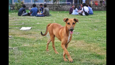 JU divided over doghouse treatment for dogs on campus