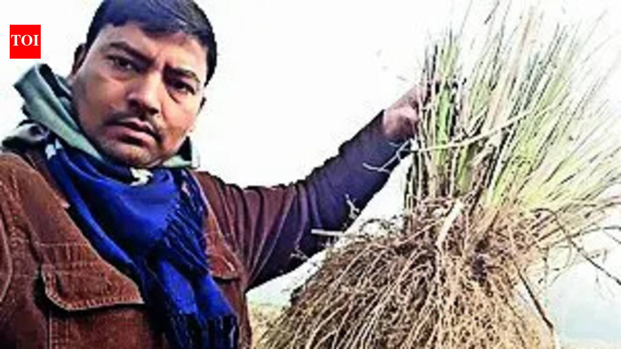 Forced to quit MNC job, Madhepura man excels in medicinal farming