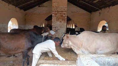In Varanasi Central Jail, prisoners find redemption serving 100 cows