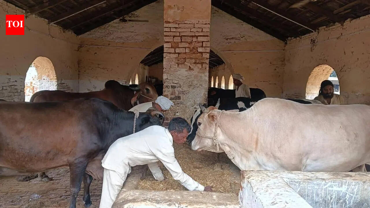 In Varanasi Central Jail, prisoners find redemption serving 100 cows