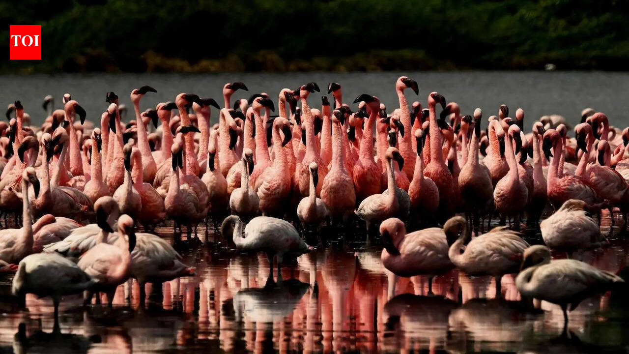 Fast-track MMR’s wetland protection: Greens urge Maharashtra CM