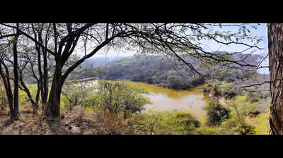 Sukhna wildlife survey confirms adult leopards, bird species count doubles