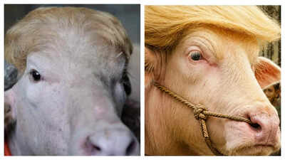 Bangladesh’s viral blond Buffalo ‘Donald Trump’ prepared for Eid sacrifice