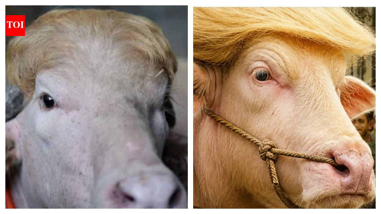Bangladesh’s viral blond Buffalo ‘Donald Trump’ prepared for Eid sacrifice