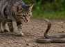 5 cat breeds with brilliant snake-hunting instincts that can help protect your home and garden