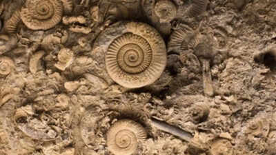 Ancient 567-million-year old fossils reveal animal life may have evolved earlier than scientists thought