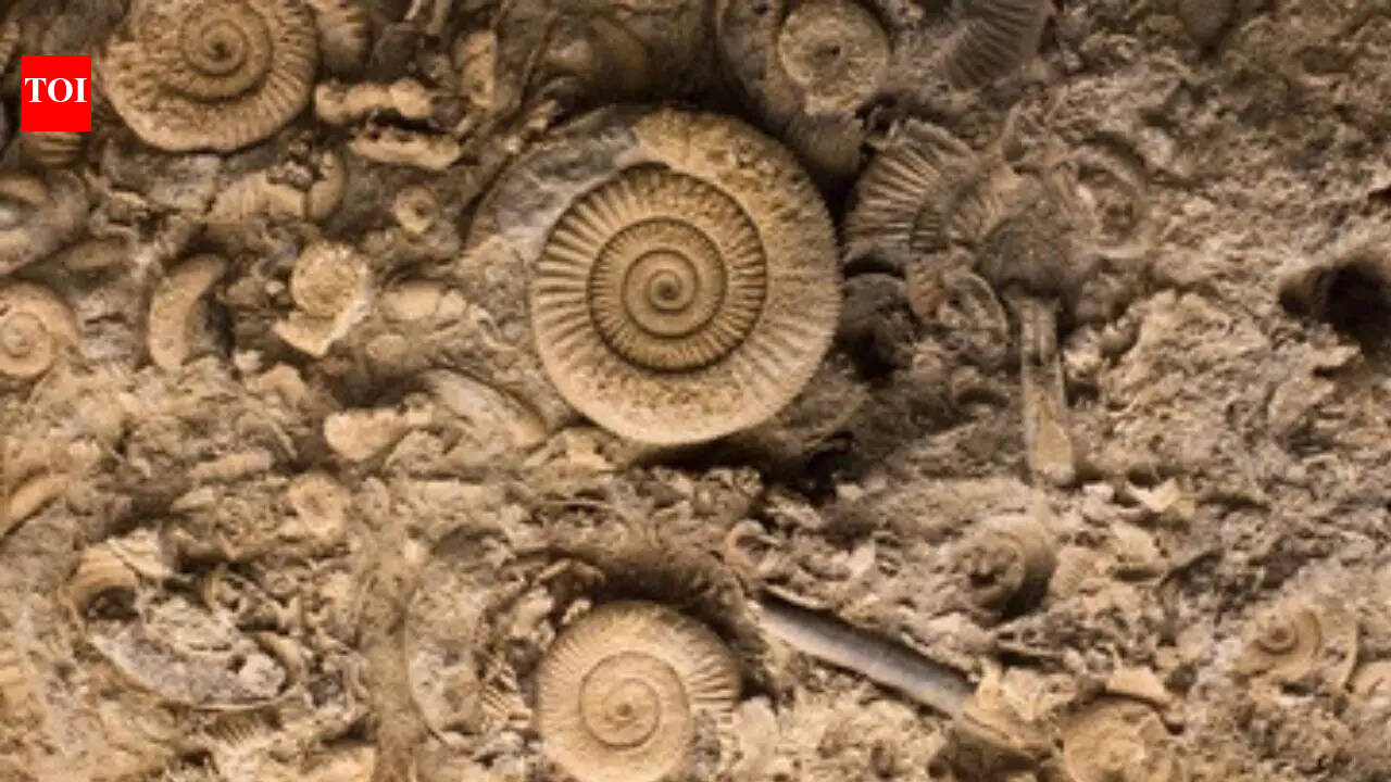 Ancient 567-million-year old fossils reveal animal life may have evolved earlier than scientists thought
