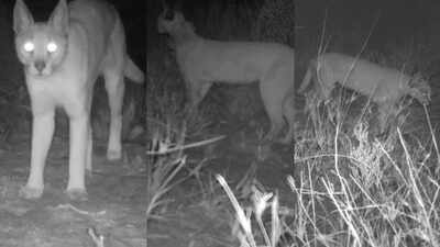 Rajasthan forest department to launch special campaign for conservation of endangered Caracal