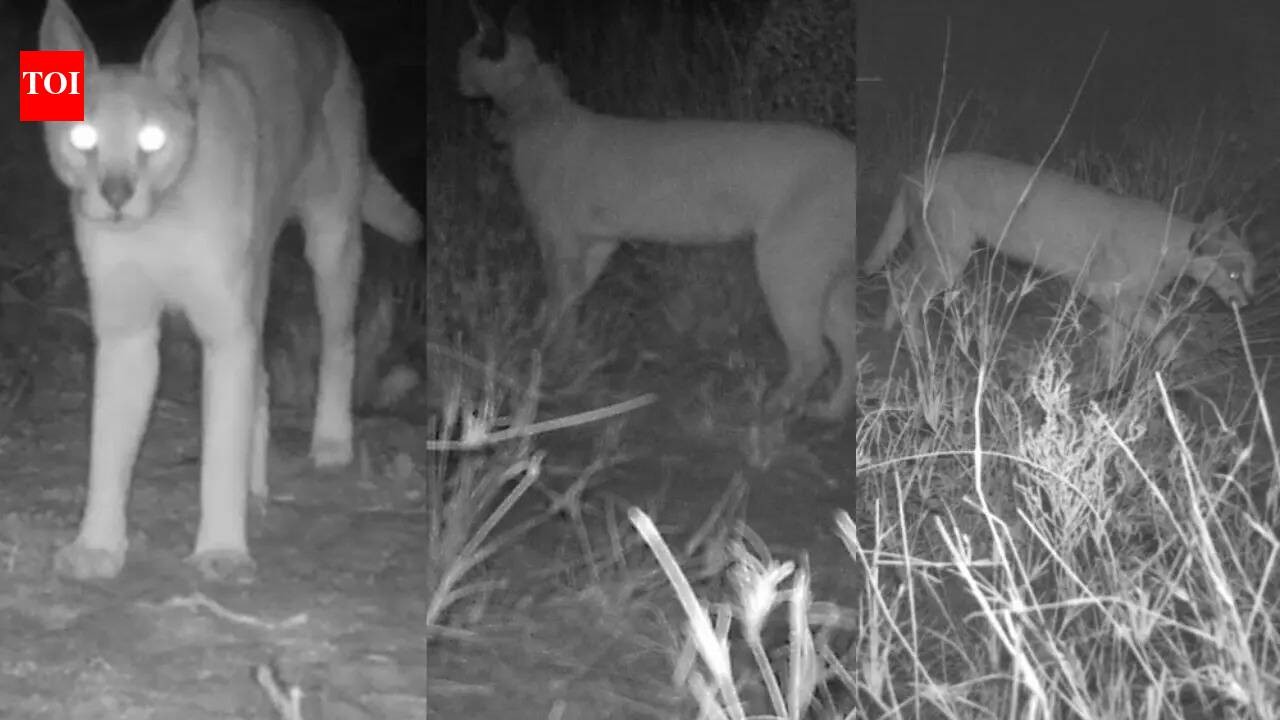 Rajasthan forest department to launch special campaign for conservation of endangered Caracal