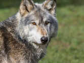 5 most exciting facts about wolves that reveal a surprisingly complex wild world