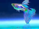 5 small fish species perfect for freshwater aquariums, especially for beginners