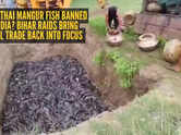 Why is Thai Mangur fish banned in India? Bihar raids bring illegal trade back into focus