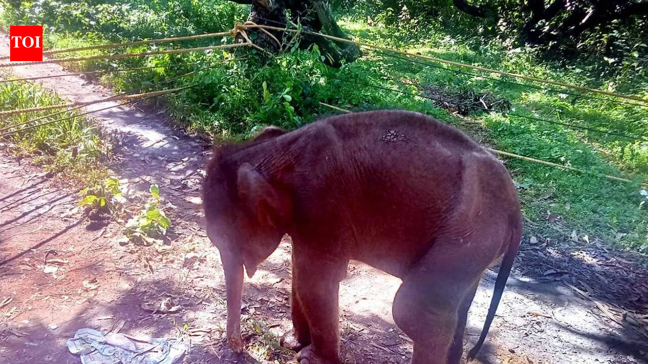Injured elephant calf treated and reunited with its mother in Tenkasi