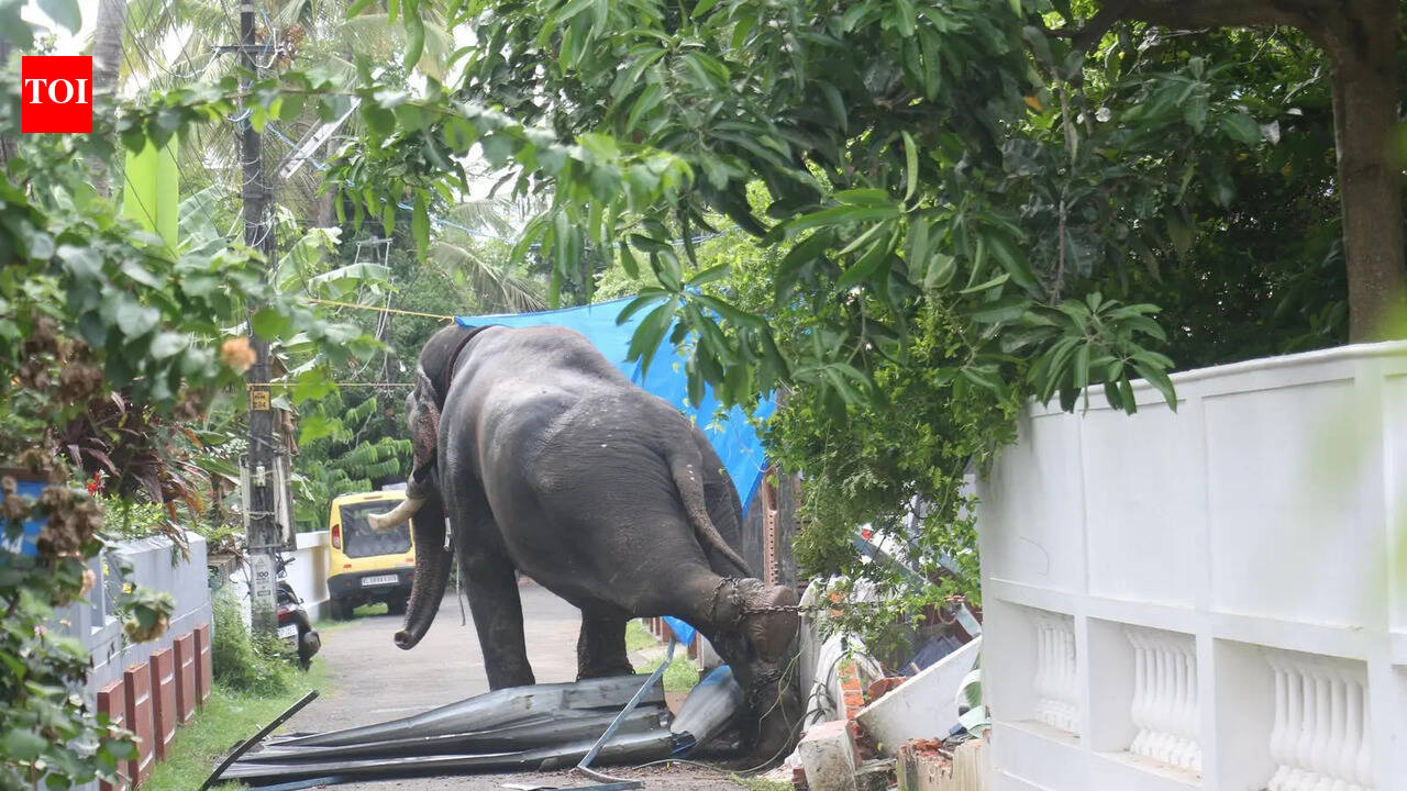 Tusker runs amok in Thrissur; damages vehicles, property