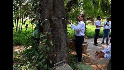 Did Mumbai turn greener in 8 years? 64 teams with measuring tapes will reveal