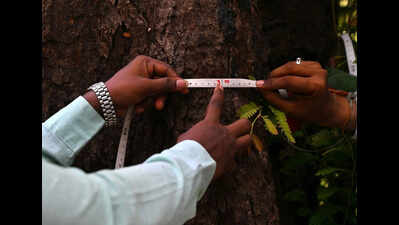 Did Mumbai turn greener in 8 years? 64 teams with measuring tapes will reveal