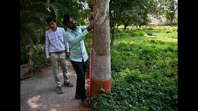 Did Mumbai turn greener in 8 years? 64 teams with measuring tapes will reveal