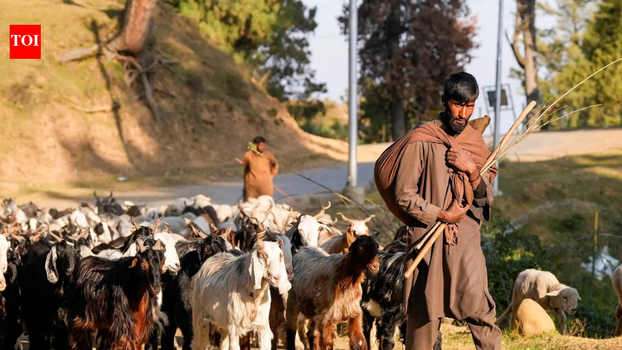 Kashmir nomads file ‘atrocity’ complaint after demolition of their houses