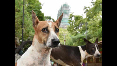 Man booked for poisoning stray dog, its two puppies